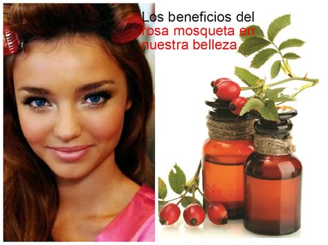 Propiedades Y Usos Del Aceite De Rosa Mosqueta En La Belleza Belleza