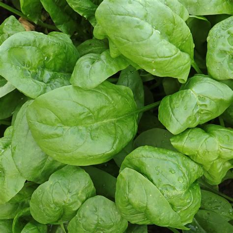 Spinach Spinacia Oleracea