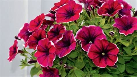 10 главных секретов красавицы петунии. | Plants, Garden, Summer flowers