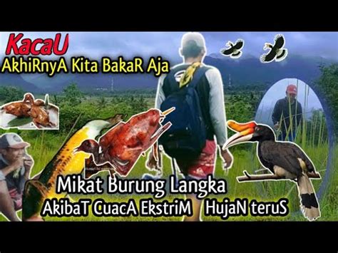 Mikat Burung Langka Akibat Cuaca Ekstrim Akhirnya Kita Bakar Bakar