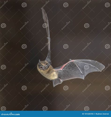 Pipistrelle bat in flight stock image. Image of dark - 101428705