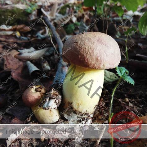 Чаудинский белый гриб (70 фото)