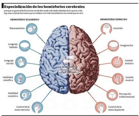 Las Partes Del Cerebro Humano Y Sus Funciones