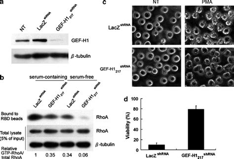 Effect of knockdown of GEF-H1 by RNAi on RhoA activity and PMA-induced ...