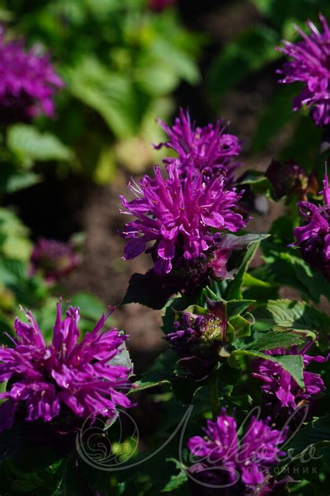 Монарда гибридная (Monarda x hybrida `Bee Pure`) - Монарда гибридная