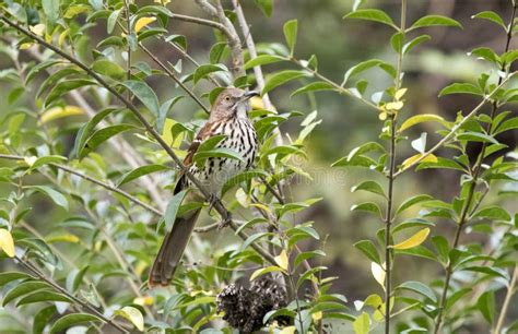 Brown Thrasher Georgia State Bird Stock Image Image Of Habitat Bird