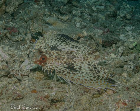 Flying Gurnards And Sea Moths