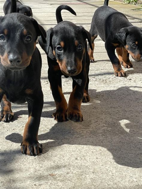 Pui Doberman Rasa Pura Talmaciu Olx Ro