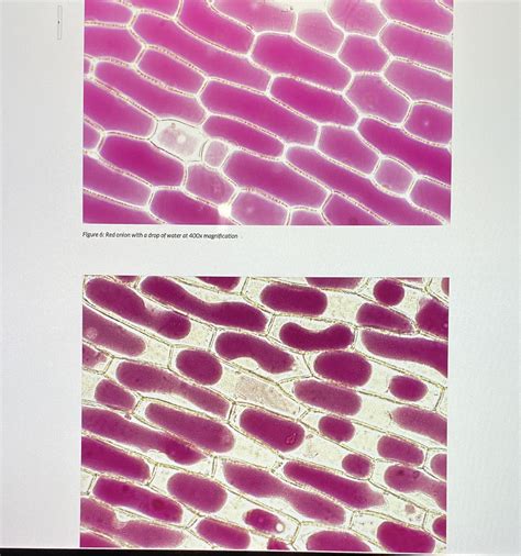 [Solved] These two images depict osmosis in plant cells. The first
