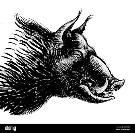 Wild Hog Head Drawings