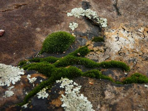 Premium Photo Moss And Lichen Growing On Ground