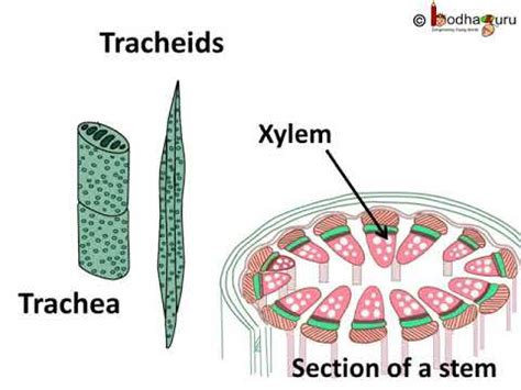 Wiring And Diagram Diagram Of Xylem