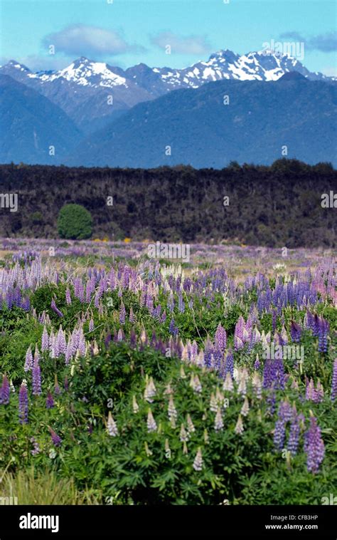 New Zealand South Island Lupins Seen On Road To Milford Sound Non