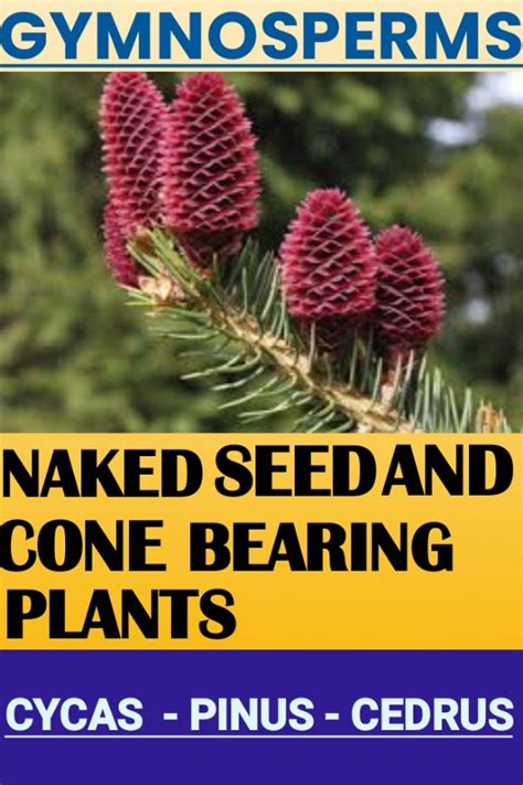 Gymnosperms The Naked Seed And Cone Bearing Plants Gymnosperm Homosporous Seeds