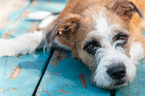 Treat Your Dog's Yeast Infection at Home Without Going to the Vet ...