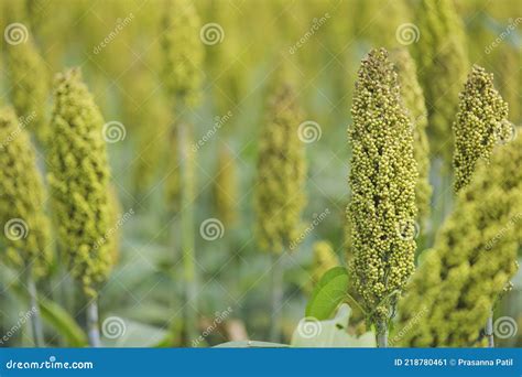 Sorghum Or Jowar Grain Field Stock Image Image Of Growing Grow