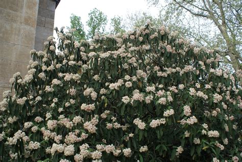 Viburnum rhytidophyllum (Leatherleaf Viburnum) | North Carolina Extension Gardener Plant Toolbox