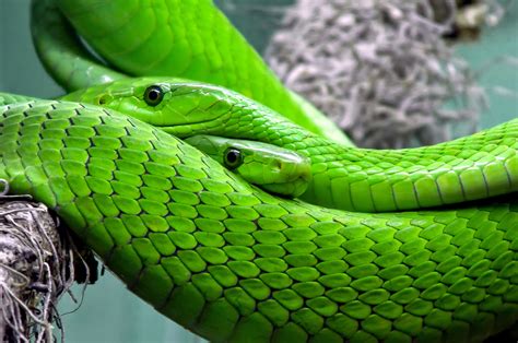 Green Mamba Snake Free Stock Photo - Public Domain Pictures