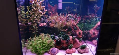 Oase Highline Flowgrow Aquascape Aquarien Datenbank