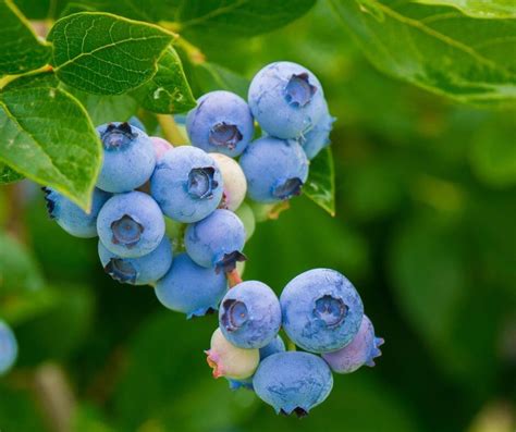 The Best Companion Plants For Blueberries And Which Ones To Avoid