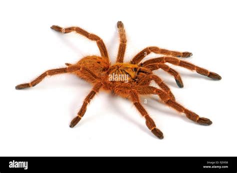 Orange Baboon Tarantula Mombasa Golden Starburst Tarantula