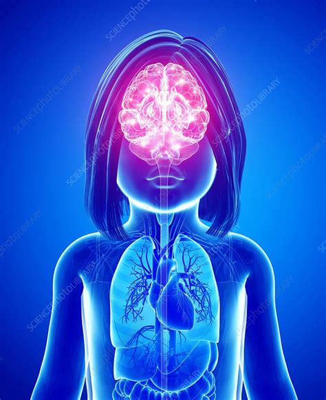 Human Brain Anatomy Illustration Stock Image F Science