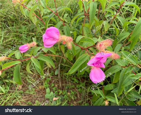 Flowering Melastoma Malabathricum Melastoma Malabathricum Known Stock