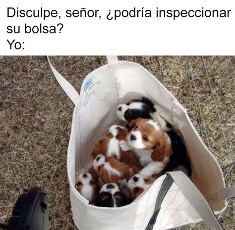 19 Divertidos Y Geniales Memes De Perros Que Te Harán Sonreír Por El