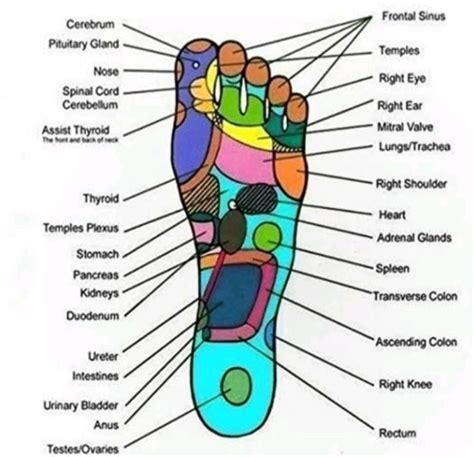 Foot Reflexology Chart Poster 2 Massage Therapist T Poster Vintage Poster Artofit