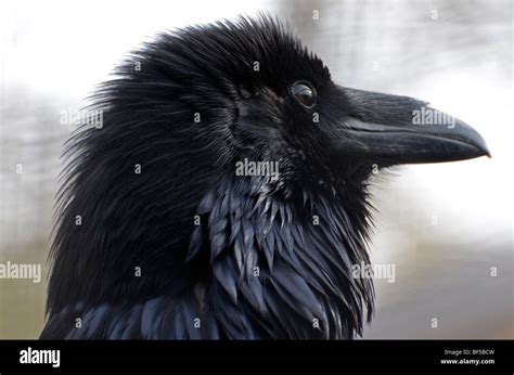 Close-up of a Common Raven Stock Photo - Alamy