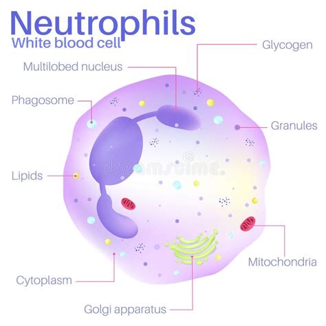 White Blood Cells Neutrophils