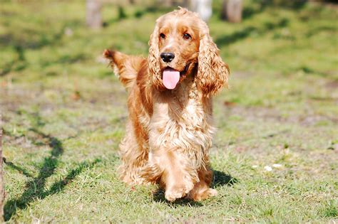 Cocker Temperamento características comportamiento origen