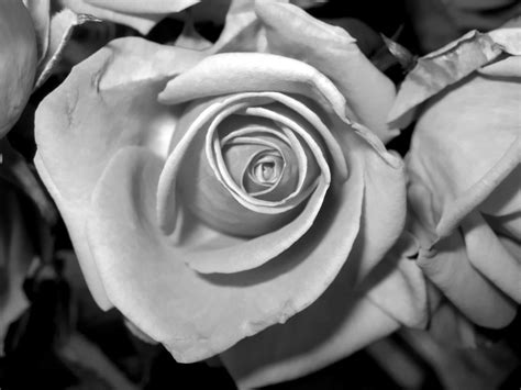 black and white rose Free Photo Download | FreeImages