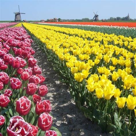 Bezoek Alkmaar Doets Reizen