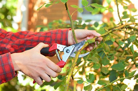 How To Identify And Treat Common Rose Diseases Gardeners Path