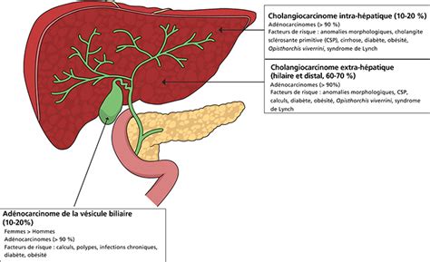 Jle H Pato Gastro Oncologie Digestive Cancer Des Voies Biliaires