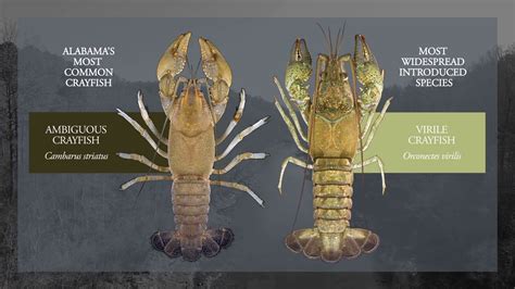 Crayfish Of Alabama Poster Now Available Youtube