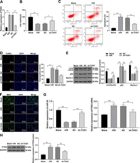 Low Expression Of Tug1 Promotes Viability And Autophagy Of Renal