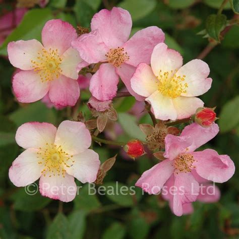 Rosa Moschata (Moschusrose) in vielen Sorten online kaufen