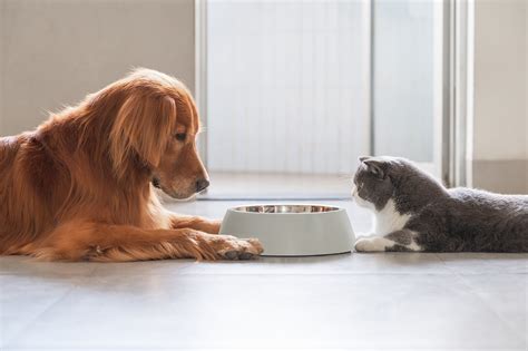 Nutrição Adequada para o Bem Estar do Seu Pet Como Escolher a Melhor