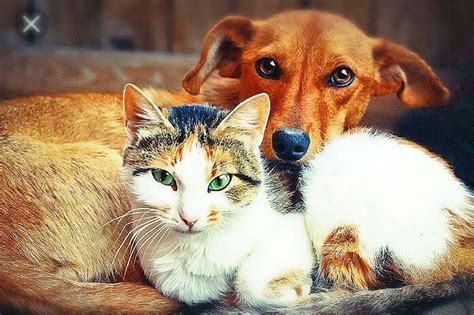 Кошки с собачкой