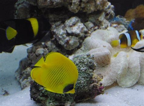 Photo De Poissons Exotiques X N 493667 Sur Photos Animaux