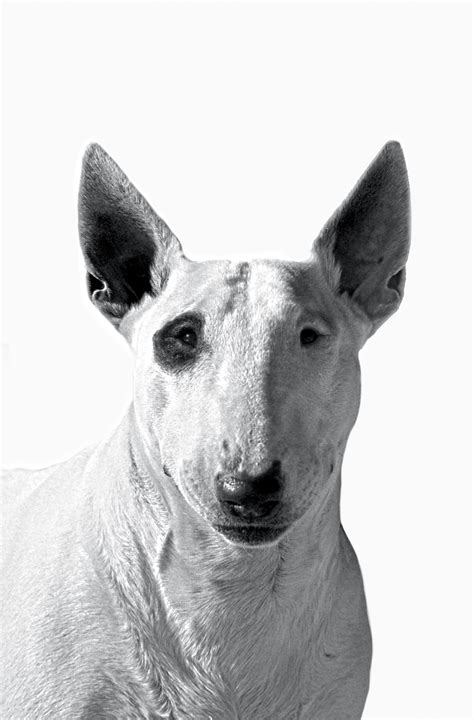 Bull Terrier Royal Canin Pe