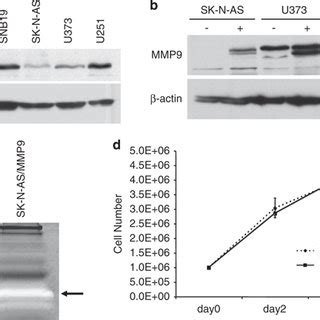 MMP 9 Expression In Brain Tumor Cell Lines A Western Blot Analysis