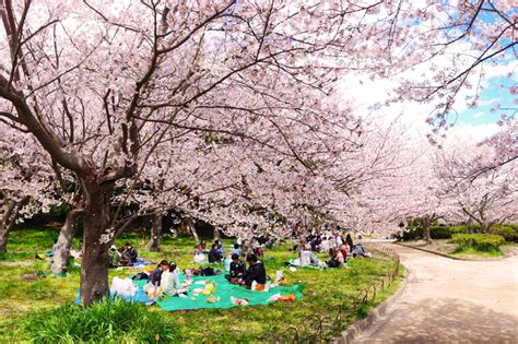 今年の「お花見」はどう楽しむ？ 花見飲みアイデア6選 イエノミスタイル 家飲みを楽しむ人の情報サイト