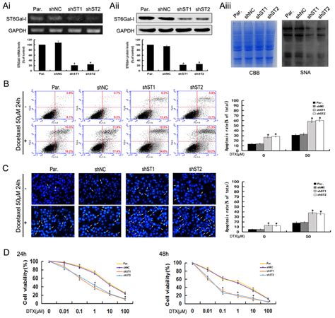 St Gal I Knockdown Induces Apoptosis And Increases The Sensitivity Of