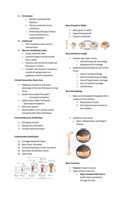 Solution Chapter 6 Skeletal System Studypool