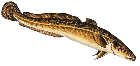 Burbot – Eat Wisconsin Fish