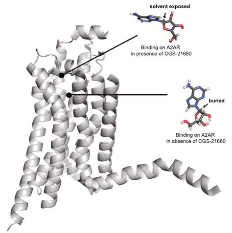 New Publication On Native GPCR Stabilization Eurofins Calixar