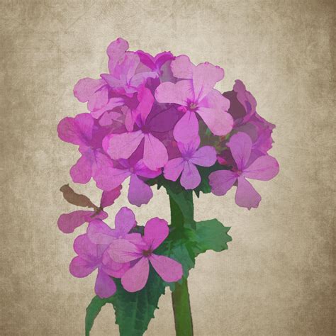 Lilac Flower Drawing at PaintingValley.com | Explore collection of ...